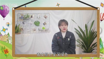 ​榕树树叶像什么二年级 榕树树叶像什么水杉树叶像什么