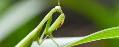 ​虫字旁的昆虫动物有哪些图片和名称 虫字旁的昆虫动物有哪些图片和名字