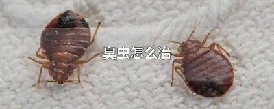 ​臭虫在床上如何杀 床上好多臭虫怎么消灭