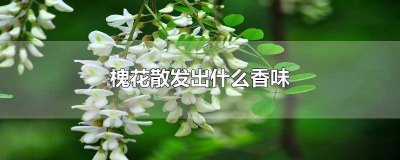 ​槐花的清香 槐树花散发出什么的清香