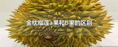 ​金枕头榴莲a果和b果的区别 金枕榴莲a果b果包装区别