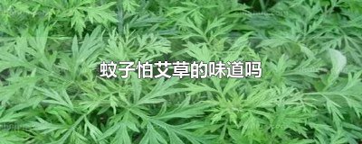 ​蚊子怕艾草的味道吗图片 蚊子害怕艾草味道吗?