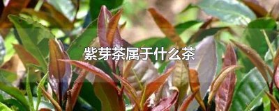 ​紫芽茶属于什么茶系列 紫芽孢茶属于什么茶