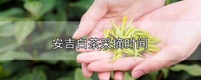 ​安吉白茶春茶采摘时间是几月份 安吉白茶的采摘时间