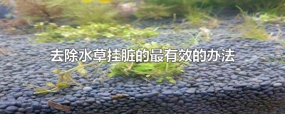 ​水草很脏怎么清理 水草挂脏用什么药