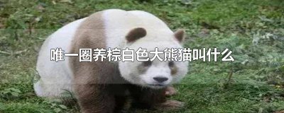 ​世界唯一圈养棕白色大熊猫叫什么 唯一圈养棕白色大熊猫叫什么名字