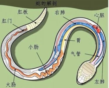 ​蛇信子是蛇的什么部位