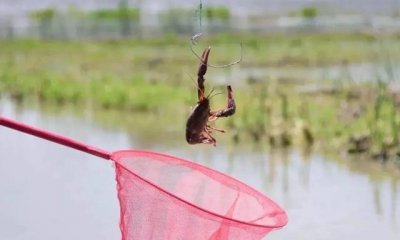 ​钓龙虾用腥还是香?钓龙虾用什么饵最好?