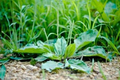 ​车前草能治前列腺炎吗 车前草治前列腺炎多久见效