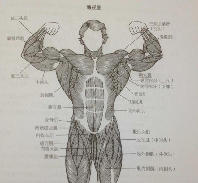 热梗一头肌是什么梗？一头肌是在什么部位图片  1