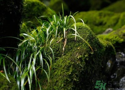 ​什么样的菖蒲好？怎样选购菖蒲？