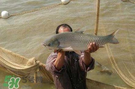 脆肉鲩是草鱼吗？脆肉鲩和草鱼有什么区别