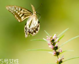 益母草对人的好处 活血调经