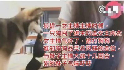 ​女子直播时被一只狗狗叼走内衣, 上演一场人狗大战