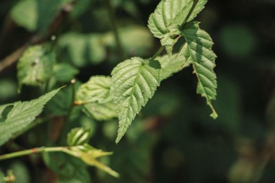 ​棠棣花怎么过冬,这样明年能长得更好！