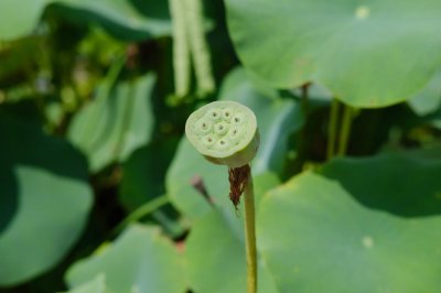 ​荷花图片（形态特征和养护方法简介）