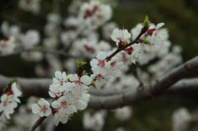 ​樱花树怎么养