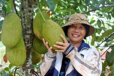 ​专家告诉你，北方可不可以种植菠萝蜜树？