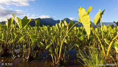 ​广西桂林名产荔浦芋头